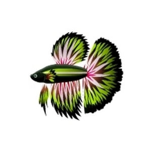 Seagreen Radiant Betta